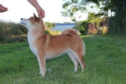 picture of dog