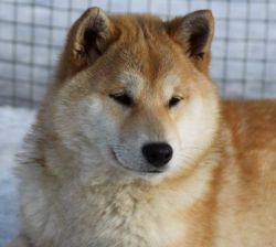 picture of dog