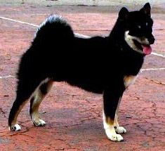 picture of dog