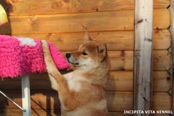 picture of dog