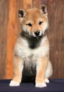 picture of dog