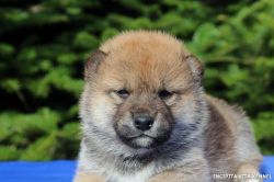 picture of dog