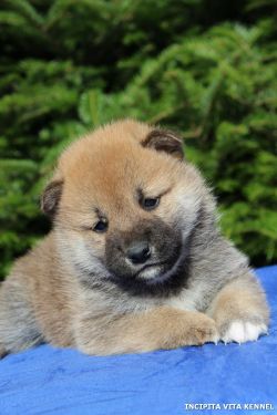 picture of dog