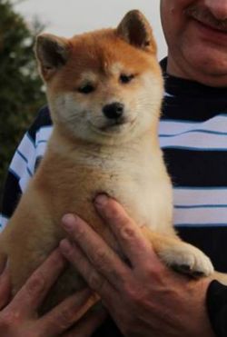 picture of dog