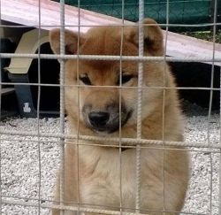 picture of dog