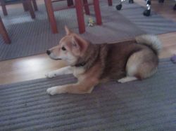 picture of dog