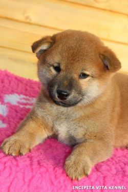 picture of dog