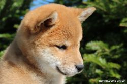 picture of dog