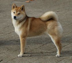 picture of dog