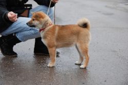 picture of dog