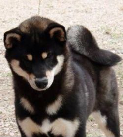 picture of dog