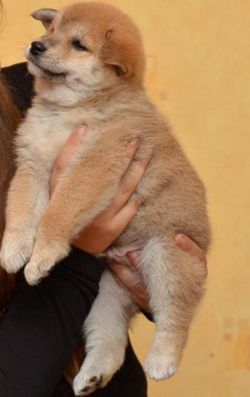 picture of dog