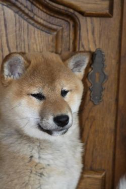 picture of dog