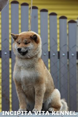 picture of dog