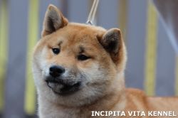 picture of dog