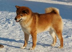 picture of dog