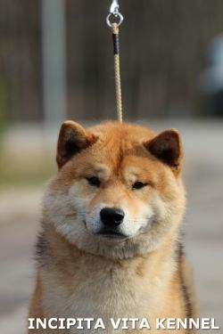 picture of dog
