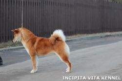 picture of dog