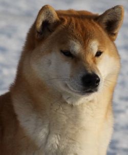 picture of dog