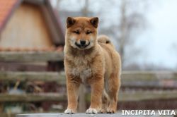 picture of dog