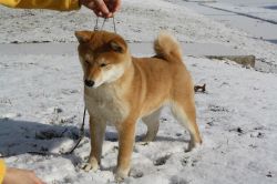 picture of dog