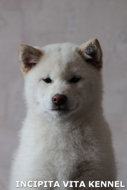 picture of dog