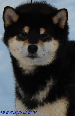 picture of dog