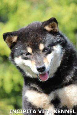 picture of dog
