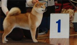 picture of dog
