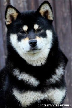 picture of dog