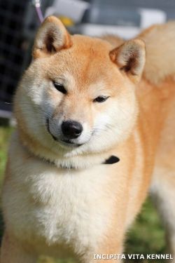 picture of dog