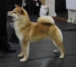 picture of dog