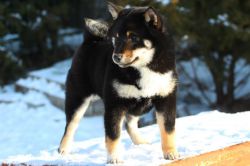 picture of dog