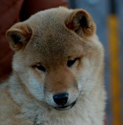 picture of dog