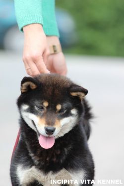 picture of dog