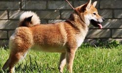picture of dog
