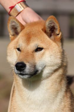 picture of dog