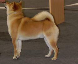 picture of dog