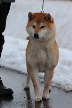 picture of dog