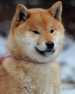 picture of dog