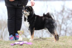 picture of dog