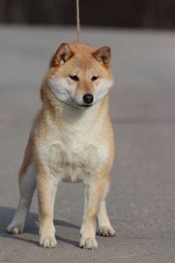 picture of dog