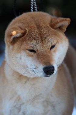 picture of dog