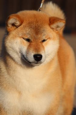 picture of dog