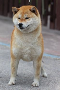 picture of dog