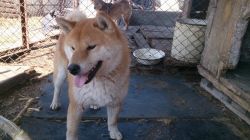 picture of dog