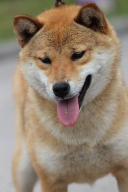 picture of dog