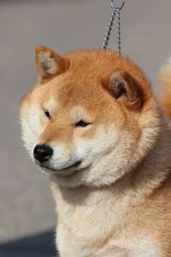 picture of dog