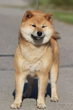picture of dog