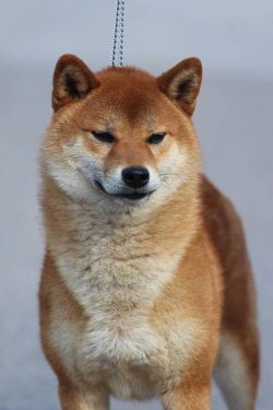 picture of dog